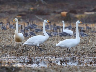 Wilde Zwanen - Whooper Swans
