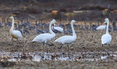 Wilde Zwanen - Whooper Swans