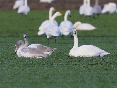 Wilde Zwanen - Whooper Swans