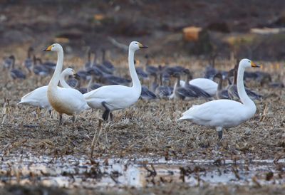 Wilde Zwanen - Whooper Swans