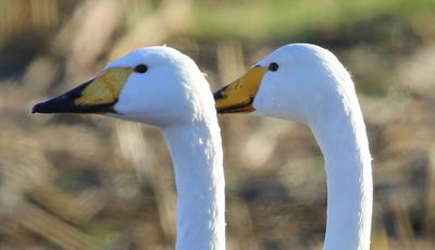 Wilde Zwanen - Whooper Swans
