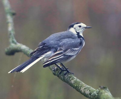 Witte Kwikstaart - White Wagtail