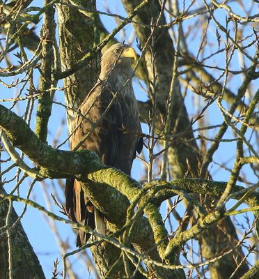 Zeearend - White-tailed Eagle
