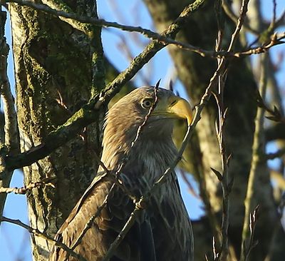 Zeearend - White-tailed Eagle