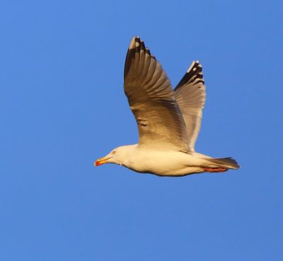 Zilvermeeuw - European Herring Gull