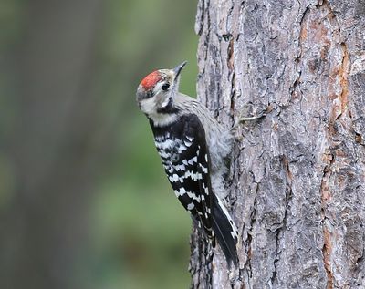 Kleine Bonte Specht - Lesser Spotted Woodpecker
