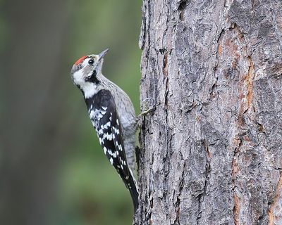 Kleine Bonte Specht - Lesser Spotted Woodpecker