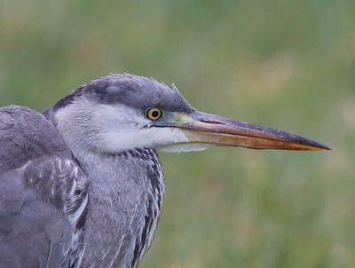 Blauwe Reiger - Grey Heron