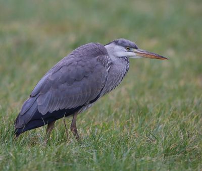 Blauwe Reiger - Grey Heron