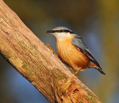 Boomklever - Eurasian Nuthatch