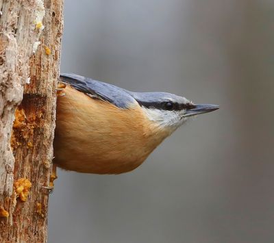 Boomklever - Eurasian Nuthatch