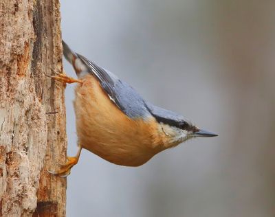 Boomklever - Eurasian Nuthatch