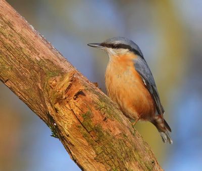 Boomklever - Eurasian Nuthatch