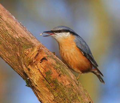 Boomklever - Eurasian Nuthatch