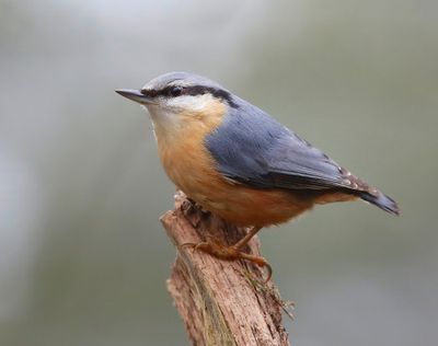 Boomklever - Eurasian Nuthatch