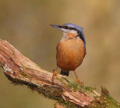 Boomklever - Eurasian Nuthatch