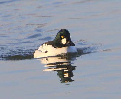 Brilduiker - Common Goldeneye