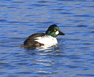 Brilduiker - Common Goldeneye