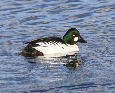 Brilduiker - Common Goldeneye