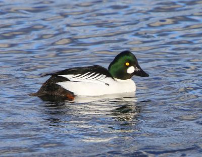 Brilduiker - Common Goldeneye