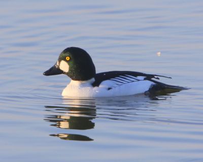 Brilduiker - Common Goldeneye
