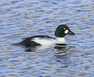 Brilduiker - Common Goldeneye