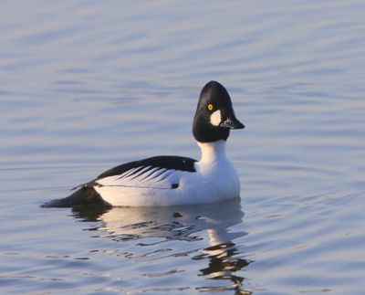 Brilduiker - Common Goldeneye