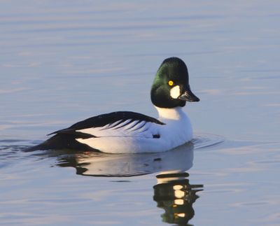 Brilduiker - Common Goldeneye