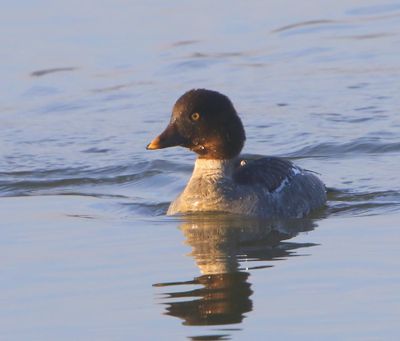 Brilduiker - Common Goldeneye