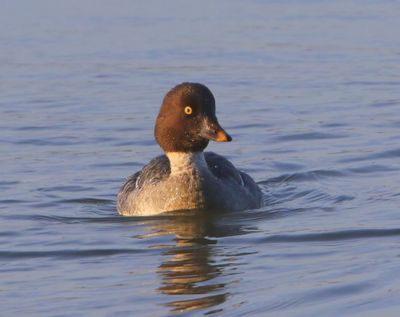 Brilduiker - Common Goldeneye