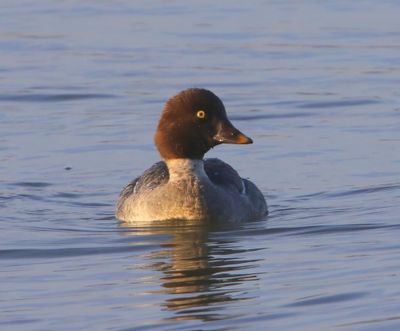 Brilduiker - Common Goldeneye