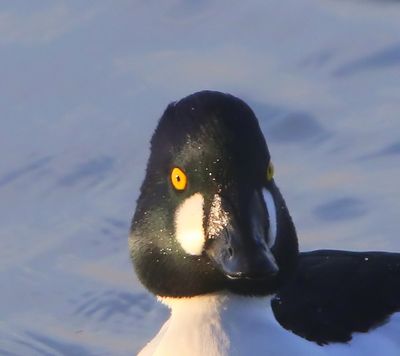 Brilduiker - Common Goldeneye