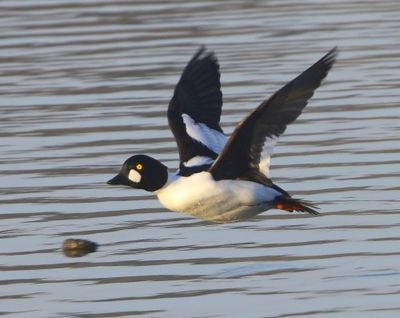 Brilduiker - Common Goldeneye