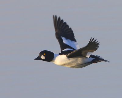 Brilduiker - Common Goldeneye