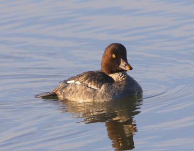 Brilduiker - Common Goldeneye
