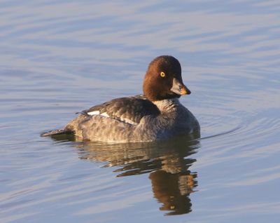 Brilduiker - Common Goldeneye