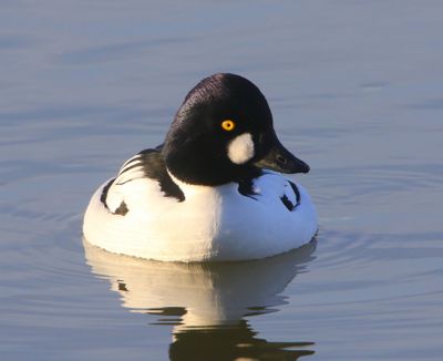 Brilduiker - Common Goldeneye