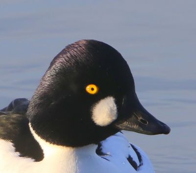 Brilduiker - Common Goldeneye