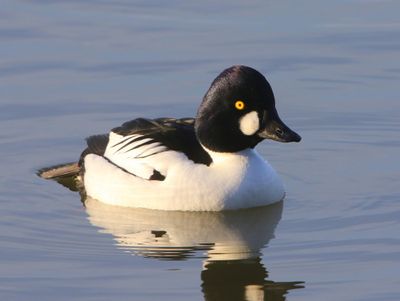 Brilduiker - Common Goldeneye