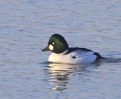 Brilduiker - Common Goldeneye