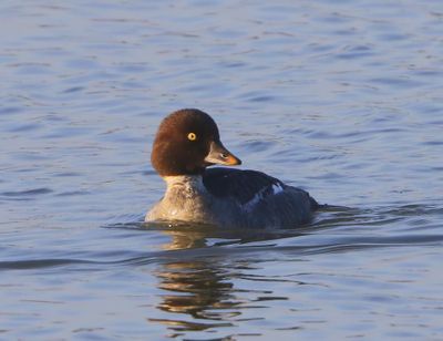 Brilduiker - Common Goldeneye