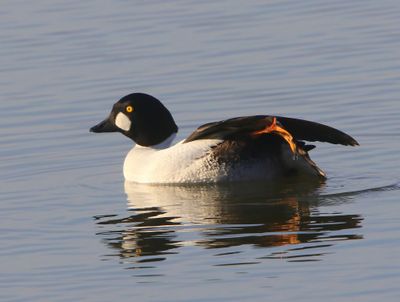 Brilduiker - Common Goldeneye