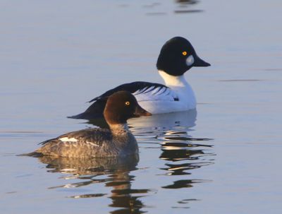 Brilduikers - Common Goldeneyes