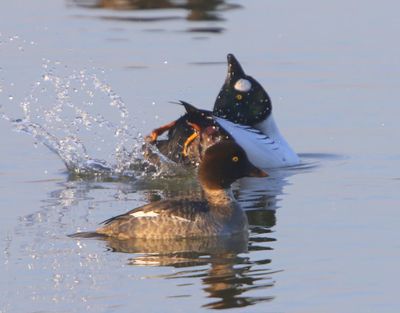 Brilduikers - Common Goldeneyes
