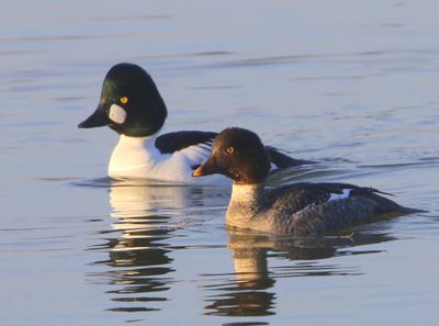 Brilduikers - Common Goldeneyes