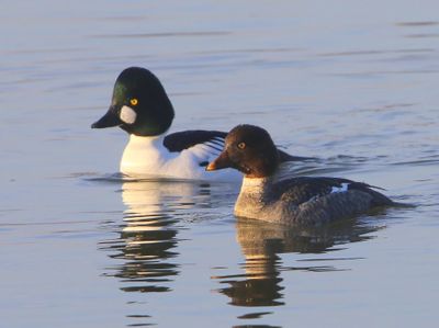 Brilduikers - Common Goldeneyes
