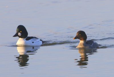 Brilduikers - Common Goldeneyes