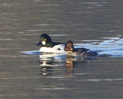 Brilduikers - Common Goldeneyes