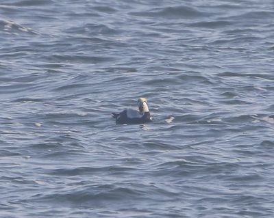 Brileider - Spectacled Eider