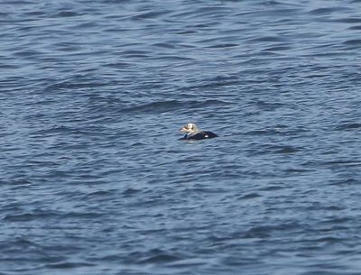 Brileider - Spectacled Eider